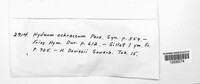 Steccherinum ochraceum image